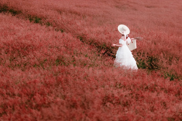 các mùa hoa ở Mộc Châu - Đồi cỏ hồng ở Mộc Châu 