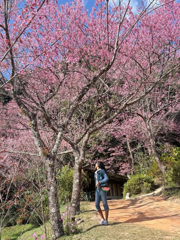 Mùa hoa anh đào ở Chiang Mai nên đến Khun Chang Khian