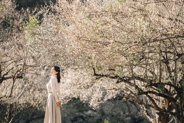 các mùa hoa ở Mộc Châu - Hoa ban mang trong mình vẻ đẹp mộc mạc