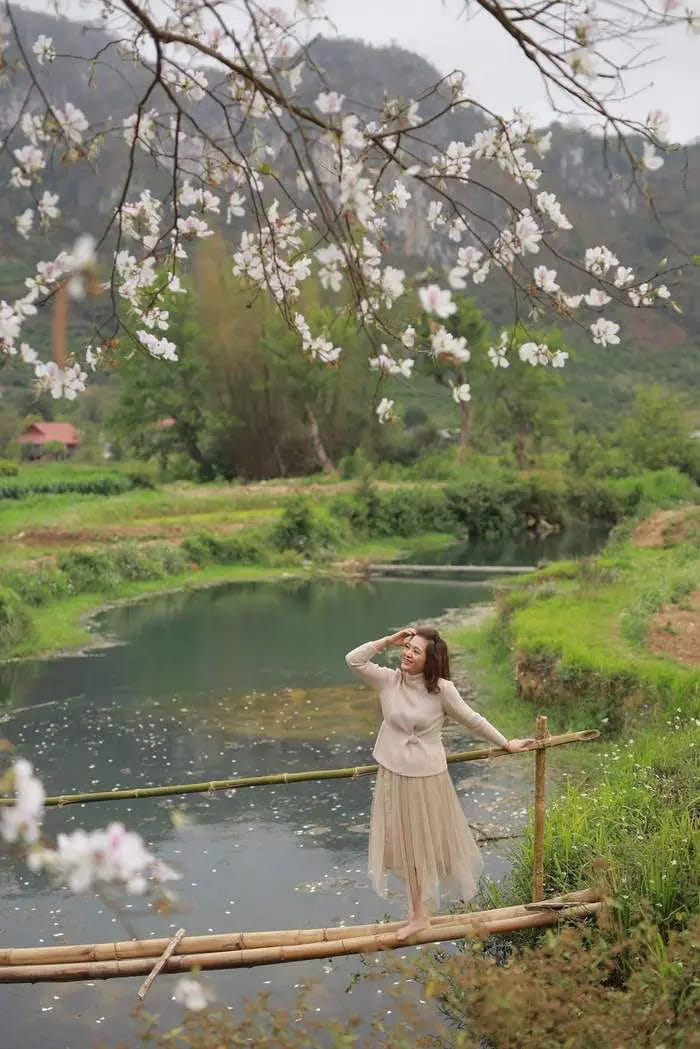 các mùa hoa ở Mộc Châu - Hoa ban trắng nở rộ