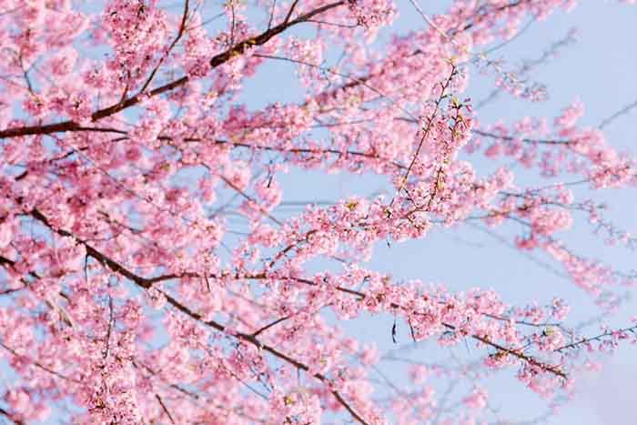 các mùa hoa ở Mộc Châu - Hoa mai anh đào những năm gần đây