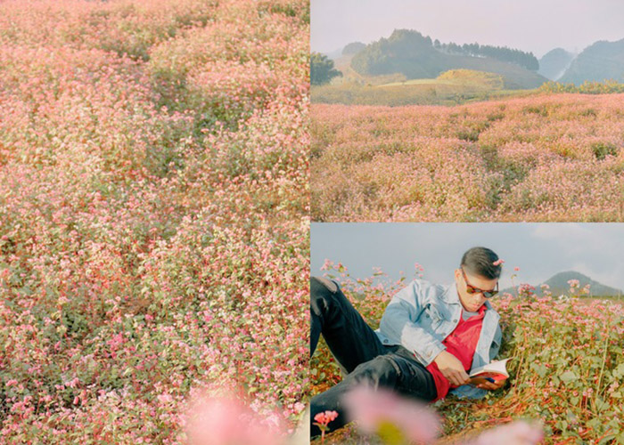 các mùa hoa ở Mộc Châu - Hoa tam giác mạch gần gũi 