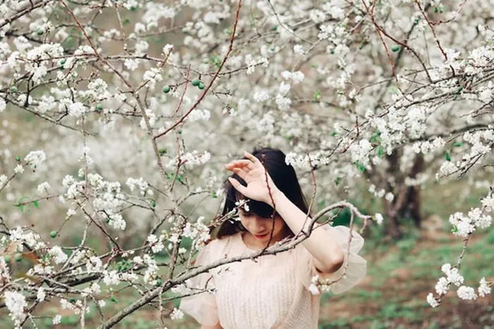 các mùa hoa ở Mộc Châu - Khung cảnh ngọt ngào 