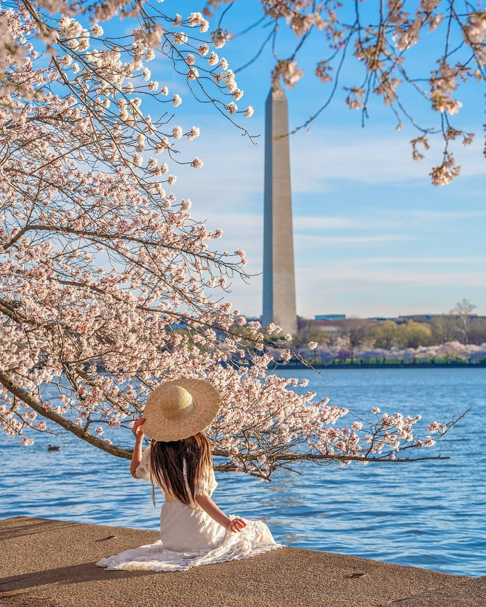 Lễ hội hoa anh đào Washington