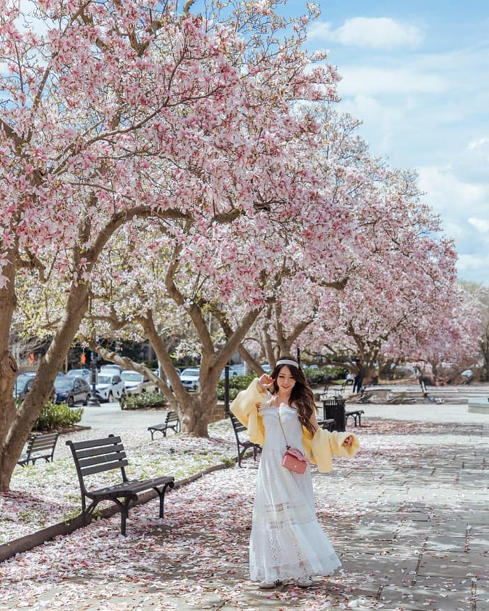 Lễ hội hoa anh đào Washington