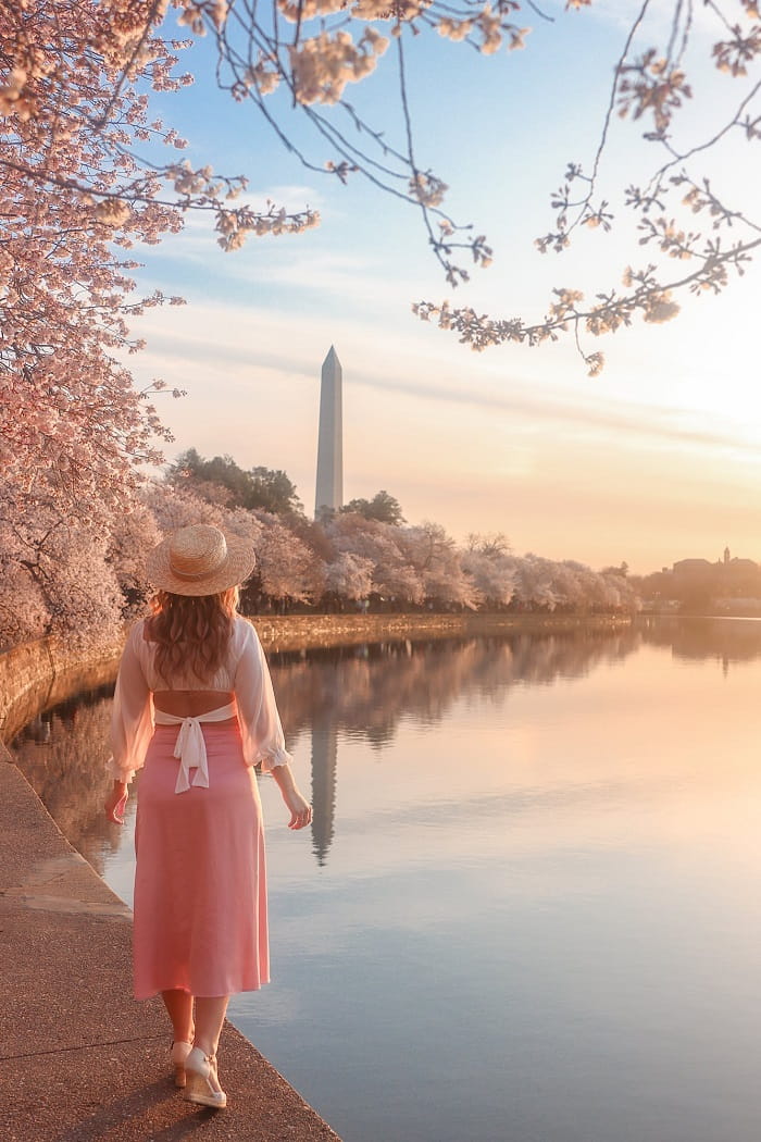 Lễ hội hoa anh đào Washington có gì chơi