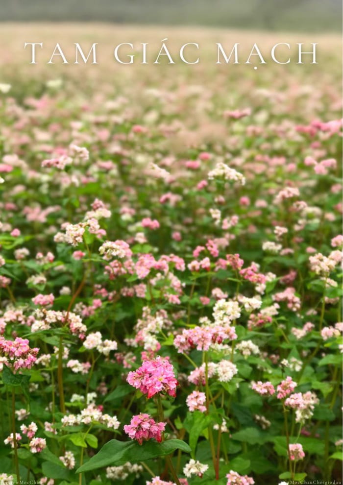 các mùa hoa ở Mộc Châu - Màu hoa gây thương nhớ