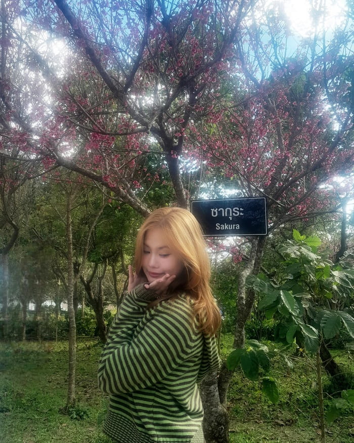 Mùa hoa anh đào ở Chiang Mai nên đến Mae Rim