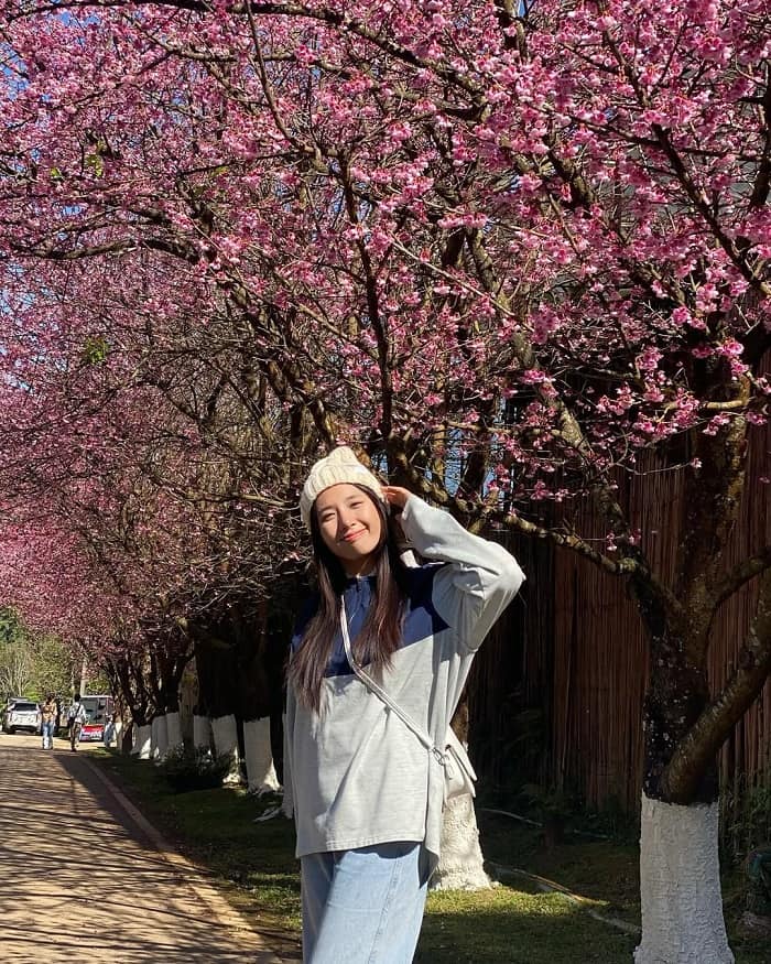 Mùa hoa anh đào ở Chiang Mai nên đến Trạm Nông nghiệp Hoàng gia Angkhang