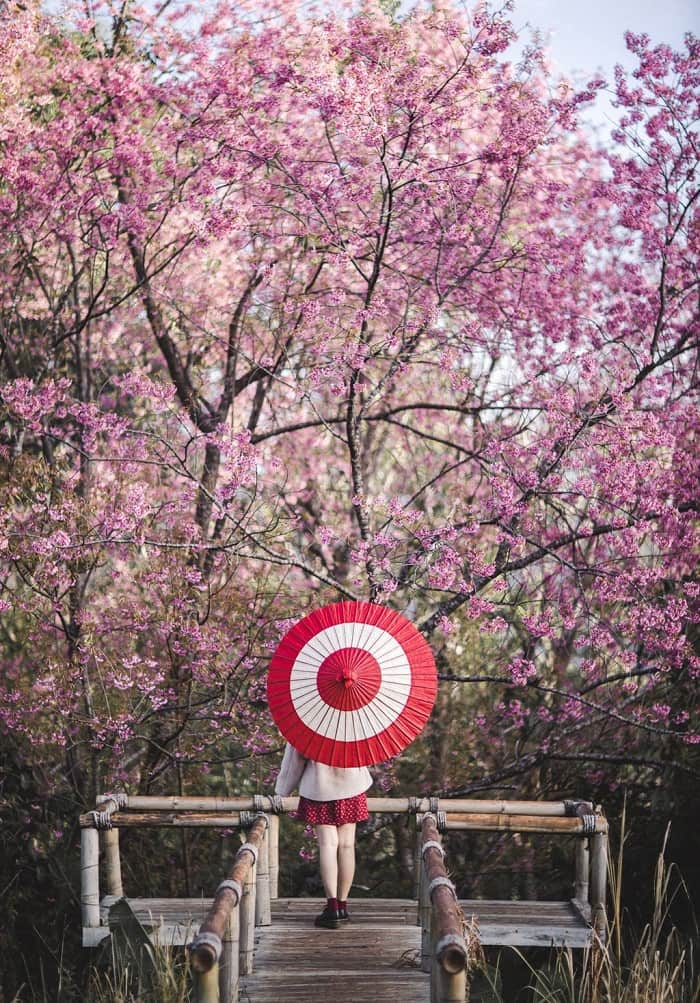 Mùa hoa anh đào ở Chiang Mai nên đến Doi Khun Mae Ya