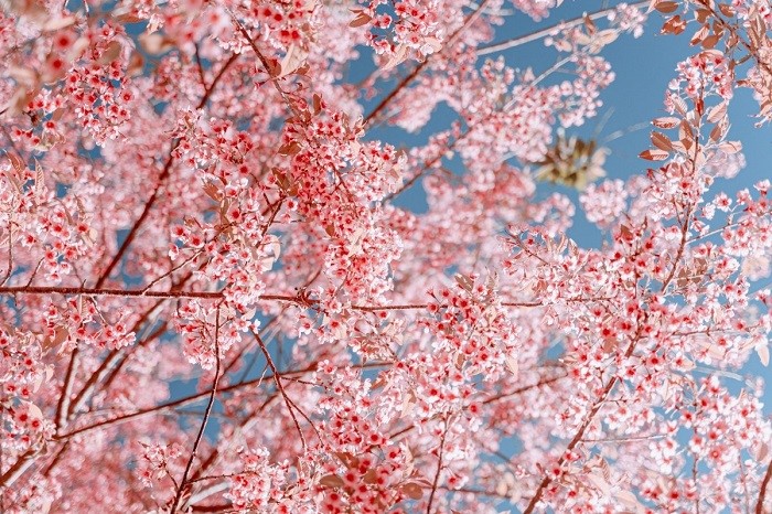 Mùa hoa anh đào ở Chiang Mai nên đến Doi Khun Mae Ya