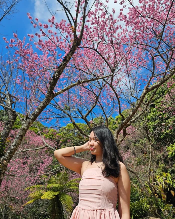 Mùa hoa anh đào ở Chiang Mai nên đến Khun Chang Khian