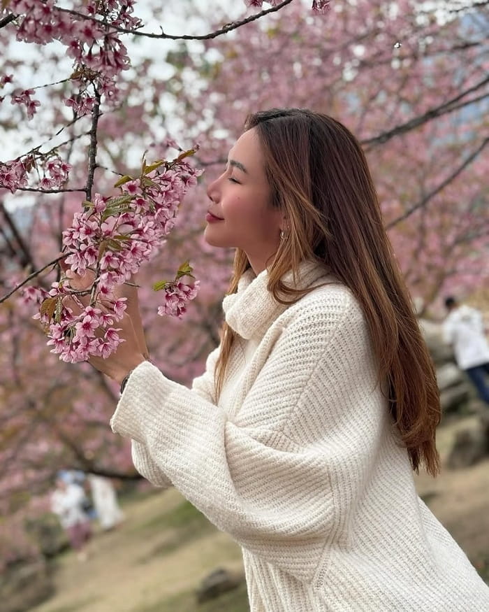 Mùa hoa anh đào ở Chiang Mai nên đến Trung tâm Nghiên cứu Nông nghiệp Hoàng gia Khun Wang