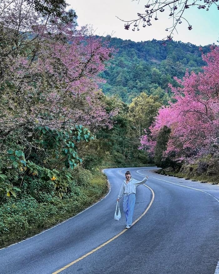 Mùa hoa anh đào ở Chiang Mai nên đến Trung tâm Nghiên cứu Nông nghiệp Hoàng gia Khun Wang