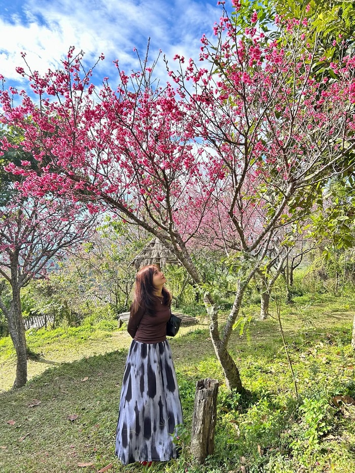 Mùa hoa anh đào ở Chiang Mai nên đến Mae Rim
