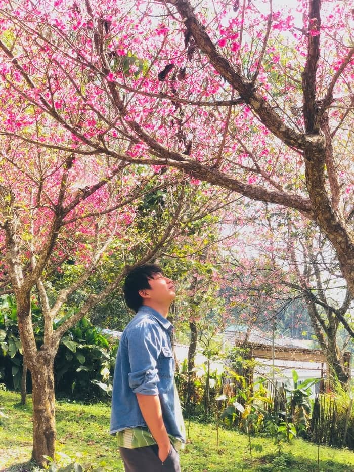 Mùa hoa anh đào ở Chiang Mai nên đến Mon Jam