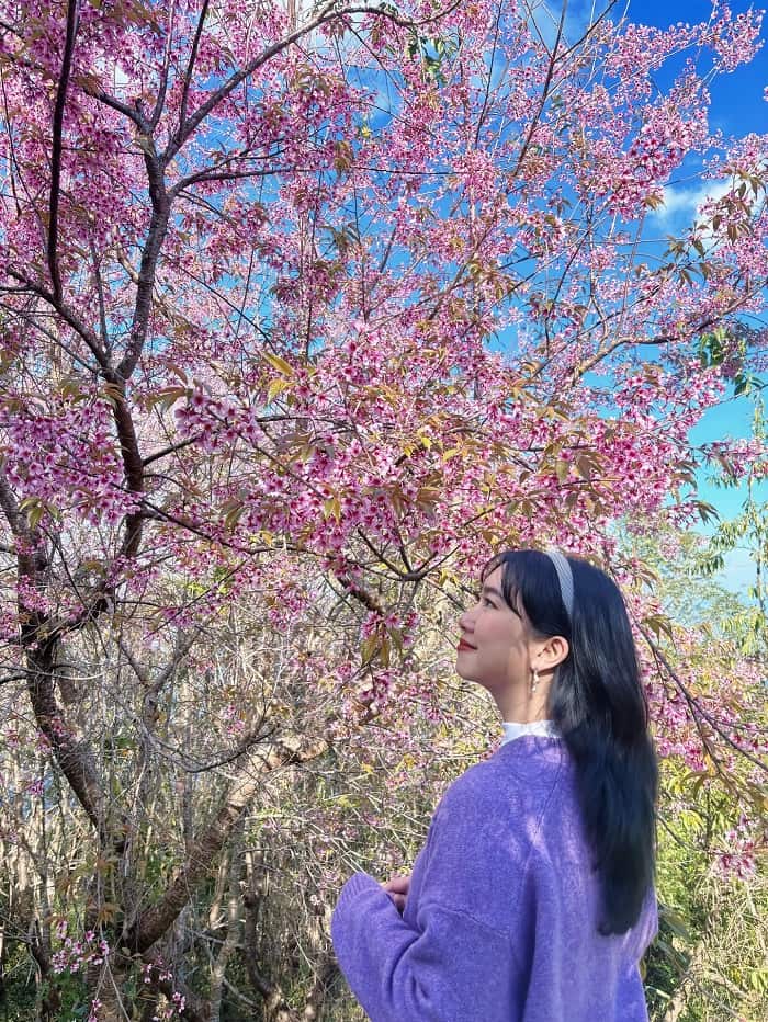 Mùa hoa anh đào ở Chiang Mai nên đến Mon Jam