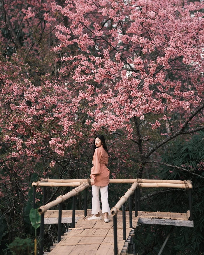 Mùa hoa anh đào ở Chiang Mai Thái Lan