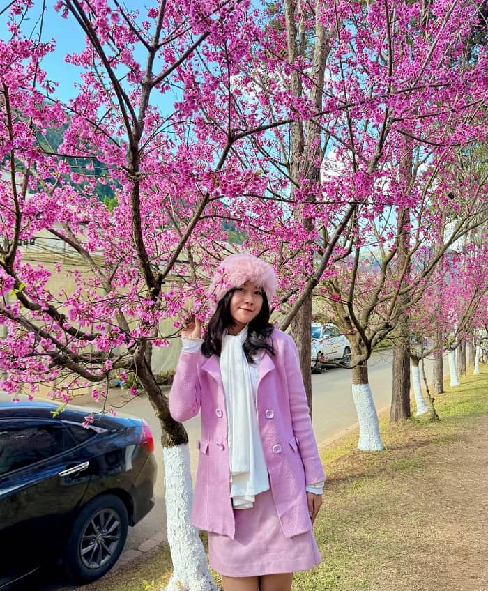 Mùa hoa anh đào ở Chiang Mai Thái Lan