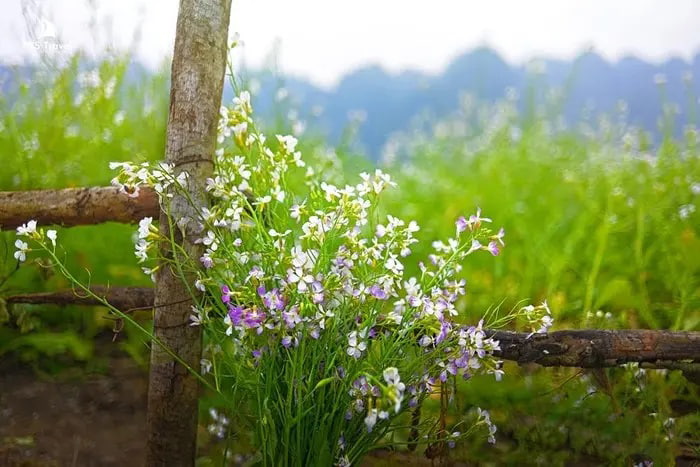 các mùa hoa ở Mộc Châu - Những cành hoa đẹp 