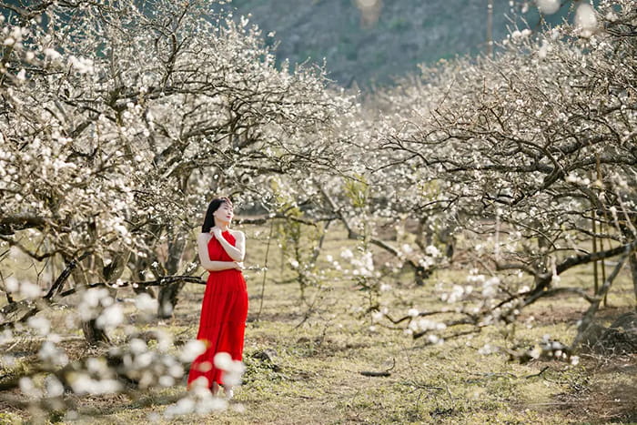 các mùa hoa ở Mộc Châu - Những ngày giáp Tết 