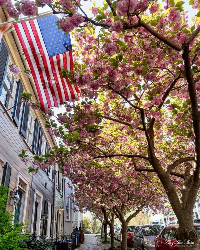 Phố cổ Alexandria là điểm tham quan gần lễ hội hoa anh đào Washington