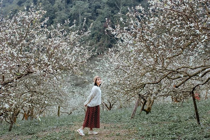 các mùa hoa ở Mộc Châu - Rừng thông bản Áng