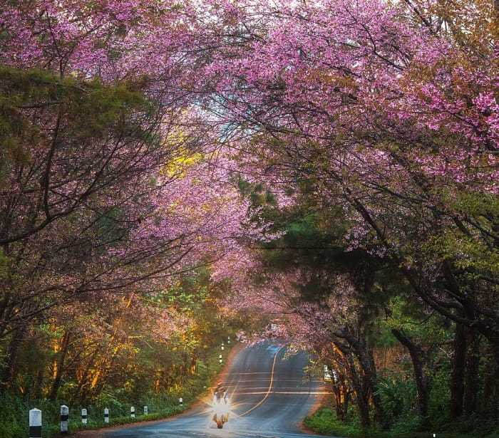 Doi Ang Khang là điểm ngắm hoa anh đào ở Thái Lan nổi tiếng