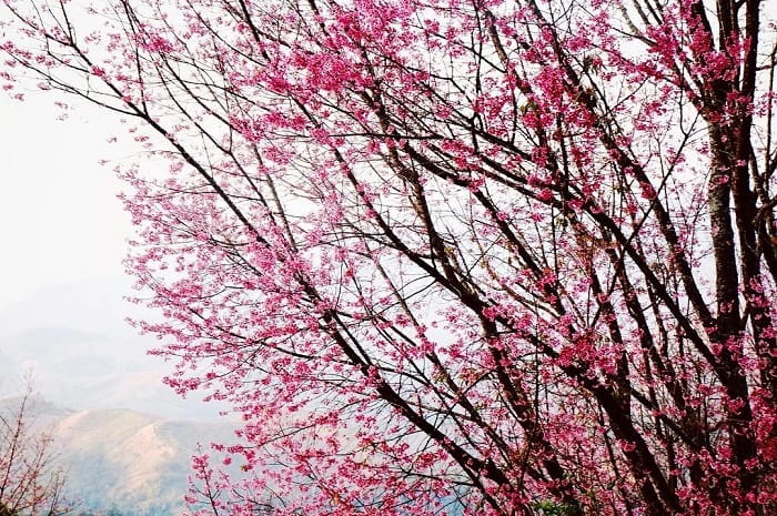 Vườn quốc gia Khun Sathan là điểm ngắm hoa anh đào ở Thái Lan nổi tiếng