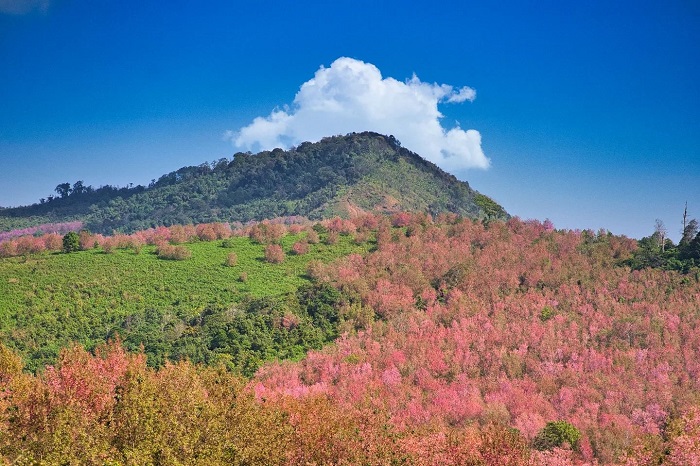 Phu Lom Lo là điểm ngắm hoa anh đào ở Thái Lan nổi tiếng