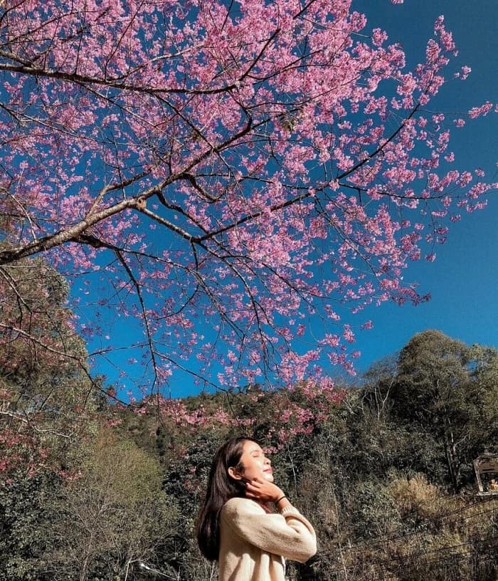 điểm ngắm hoa anh đào ở Thái Lan