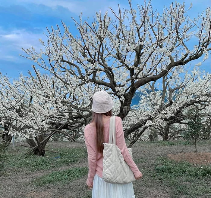 các mùa hoa ở Mộc Châu - Thời gian lý tưởng để bắt đầu chuyến đi