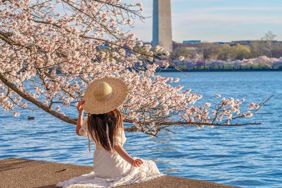 Khám phá lễ hội Hoa Anh đào Washington rực rỡ nhất nước Mỹ