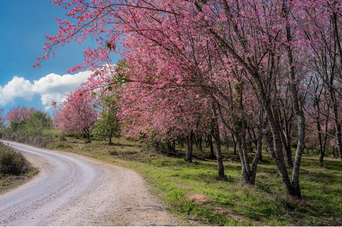 Ban Rong Kla là điểm ngắm hoa anh đào ở Thái Lan nổi tiếng
