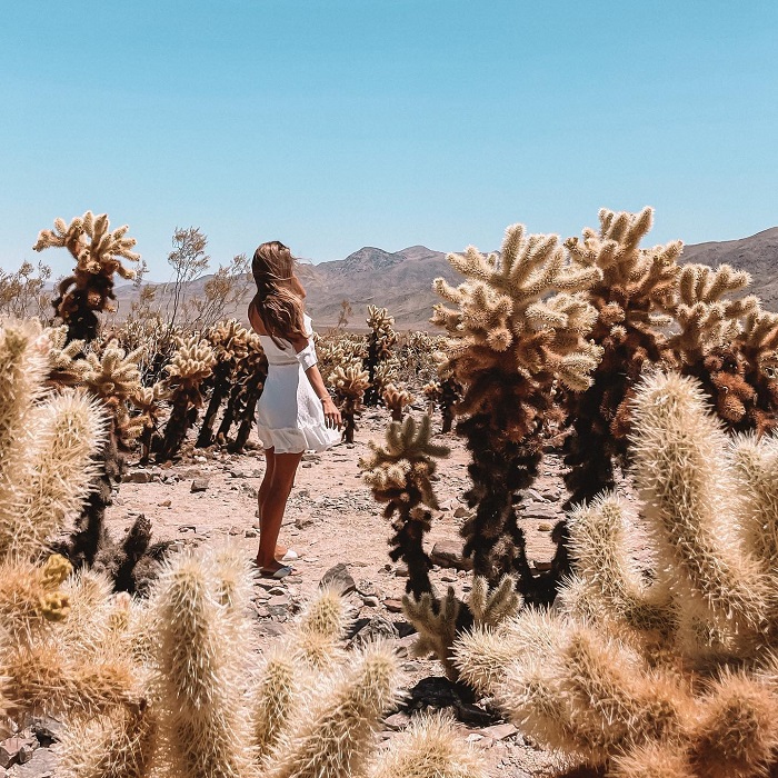 Vườn xương rồng Cholla là hoạt động tuyệt vời tại công viên Quốc gia Joshua Tree