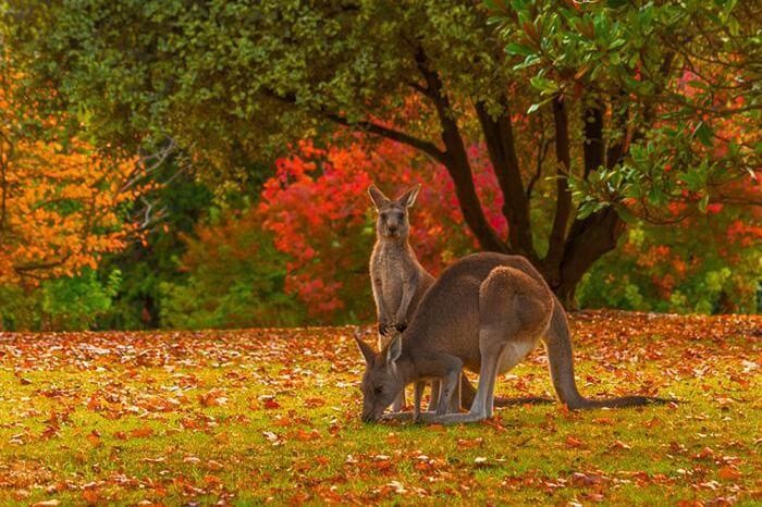 Du lịch mùa thu nước Úc đắm say vẻ đẹp trữ tình lãng mạn