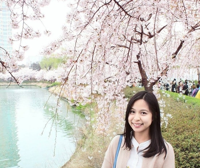Ngẩn ngơ ngắm hoa anh đào tại hồ Seokchon Seoul Hàn Quốc