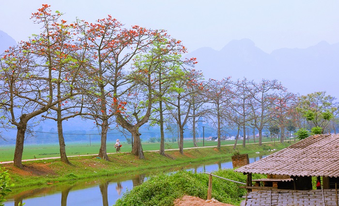  Tổng hợp những địa điểm chụp hoa gạo tháng 3 đẹp nhất ở Hà Nội