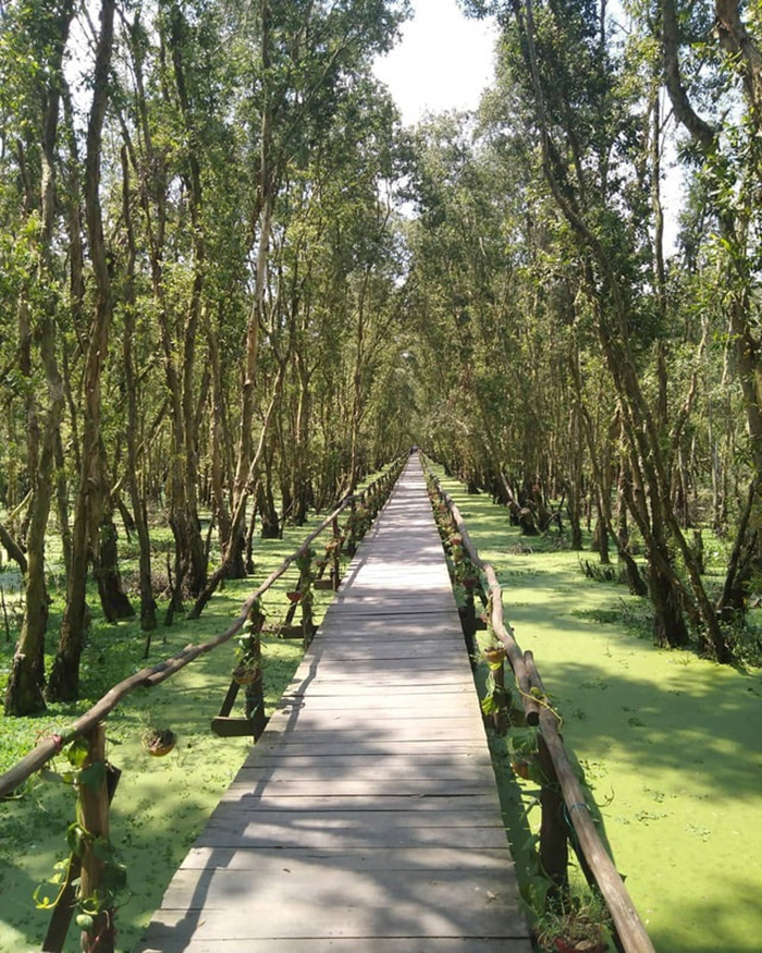Cây cầu gỗ nằm giữa rừng tràm vô cùng hợp với khung cảnh sông nước bao la.