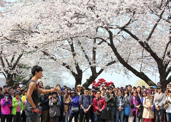 Các lễ hội xuân tại Hàn Quốc được mong chờ nhất trong năm