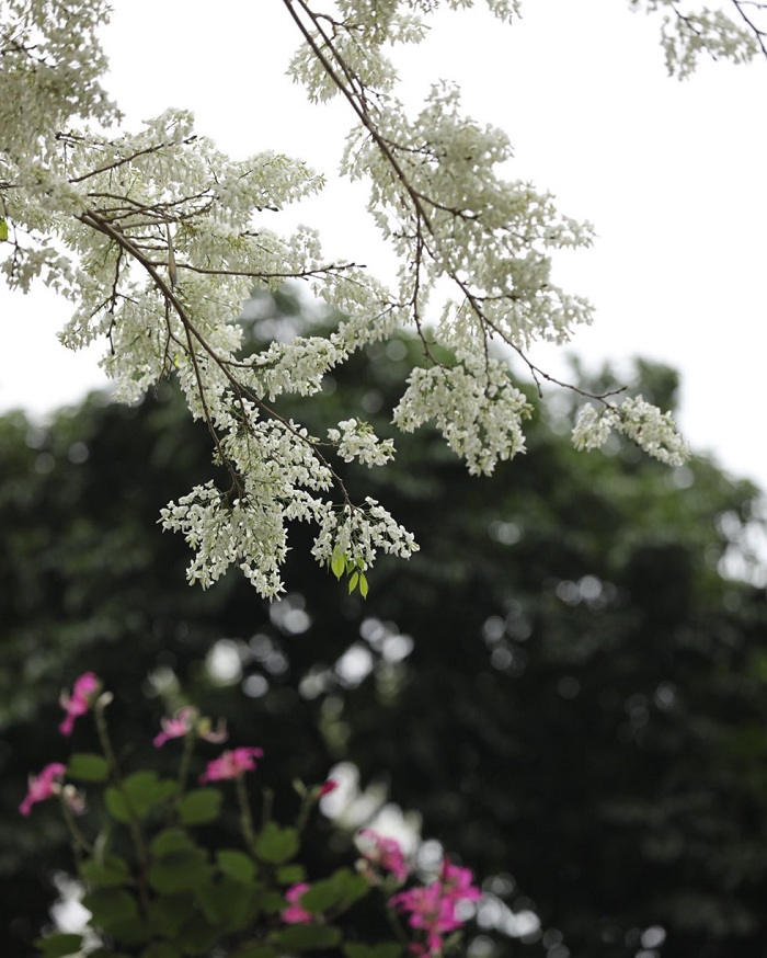 Hanoi's white flowers bloom season