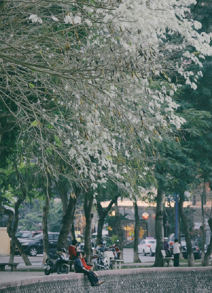 Hanoi's white flowers bloom season