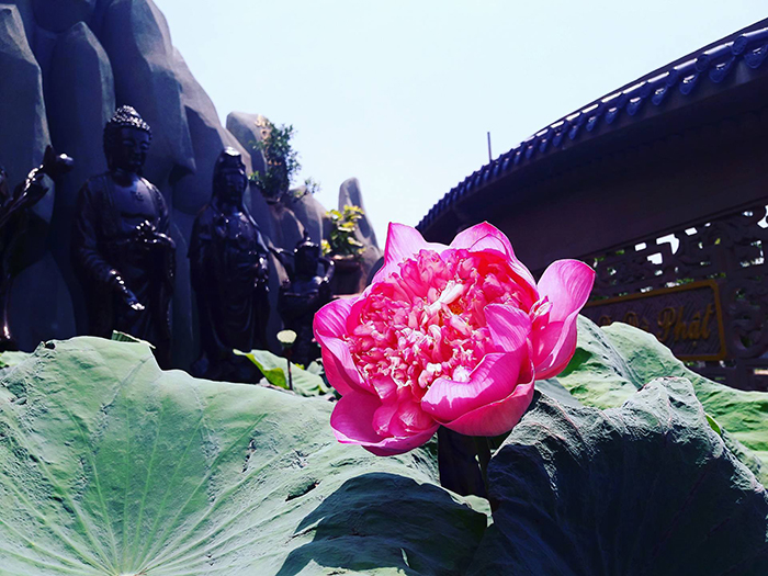 The temple grounds have many ornamental flowers that bring a sense of peace.