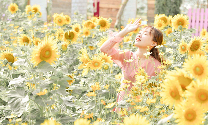 Sunflower garden in full bloom brightly in the corner of the sky.
