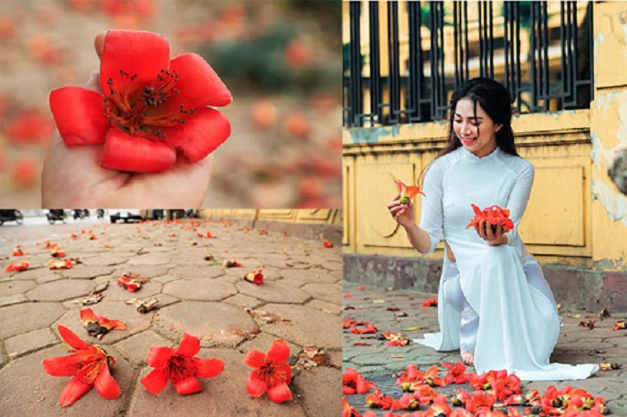  Tổng hợp những địa điểm chụp hoa gạo tháng 3 đẹp nhất ở Hà Nội