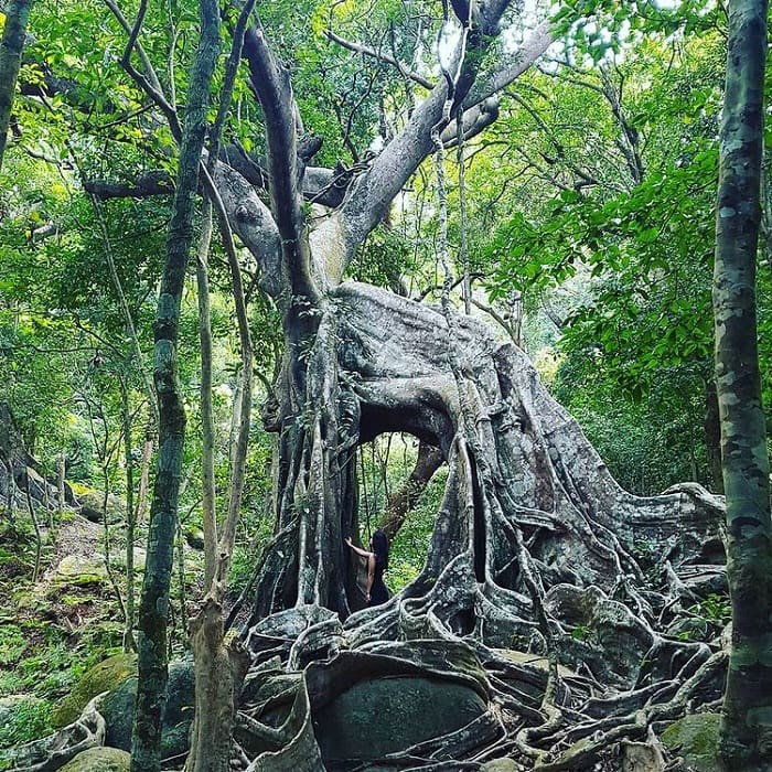 cây đa hình nai - điểm ấn tượng của Nhất Lâm Thủy Trang Trà Đà Nẵng
