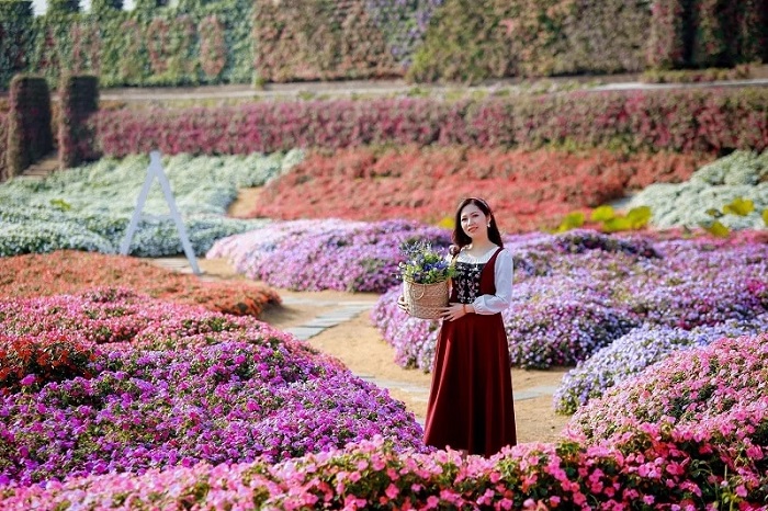 Ho Tay flower valley is one of the special Tet flower villages in Hanoi 