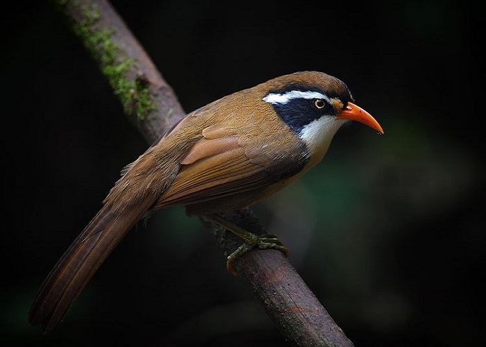 birds - animals in Phia Oac National Park - Phia Den
