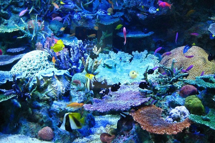 lặn ngắm san hô Côn Đảo - khám phá thế giới tự nhiên