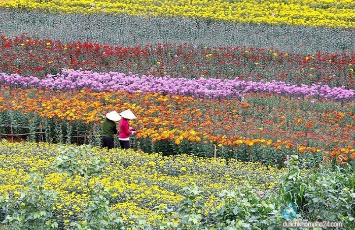 Làng hoa Mê Linh là một trong những làng hoa Tết Hà Nội đẹp